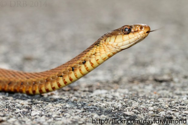 Dekay's Snake
