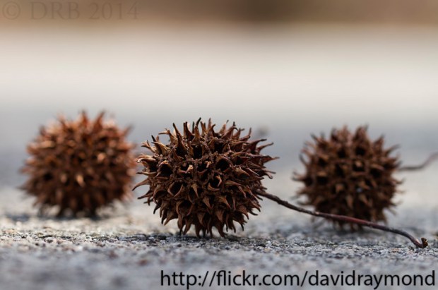 Pod details along rode.