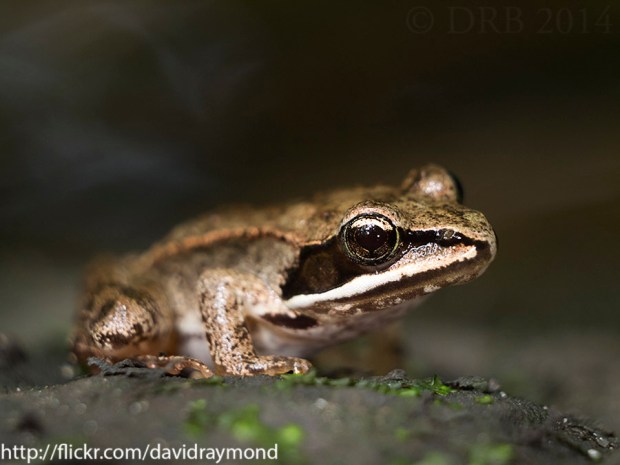 Wood Frog