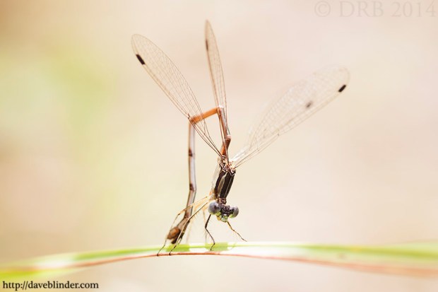  Lestes congener