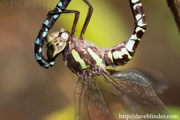 macro odonata face photo