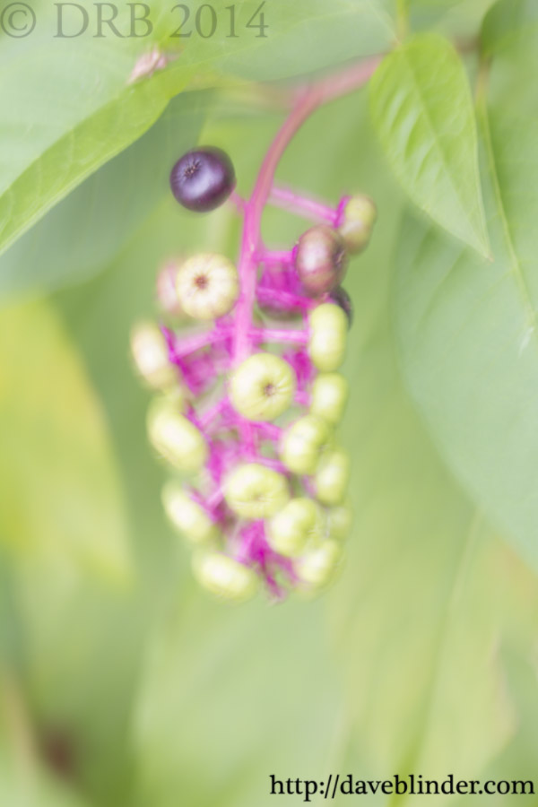 Phytolacca americana