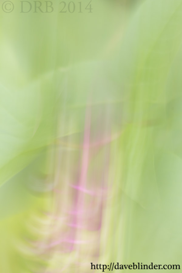 very blurry view of foliage