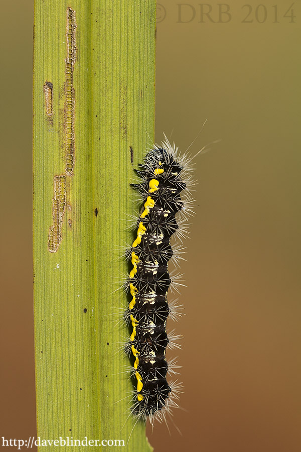 Acronicta oblinita 