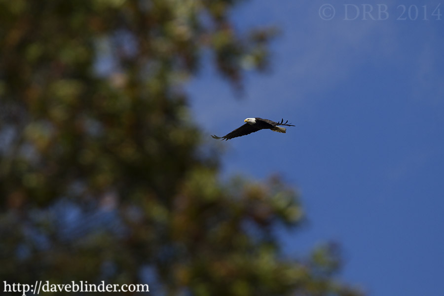 Haliaeetus leucocephalus