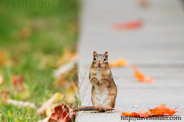 New Jersey Wildlife Photographer