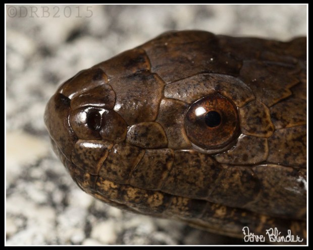 FLA Water Snake Crop