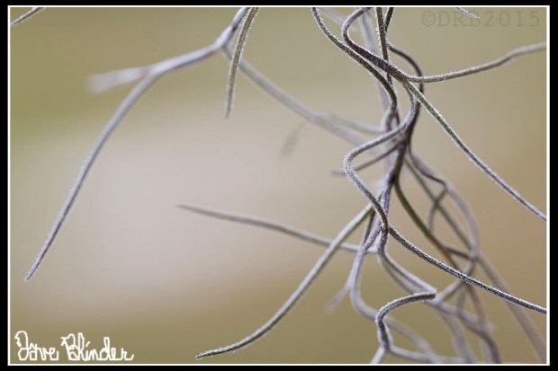 Florida Macro Photography