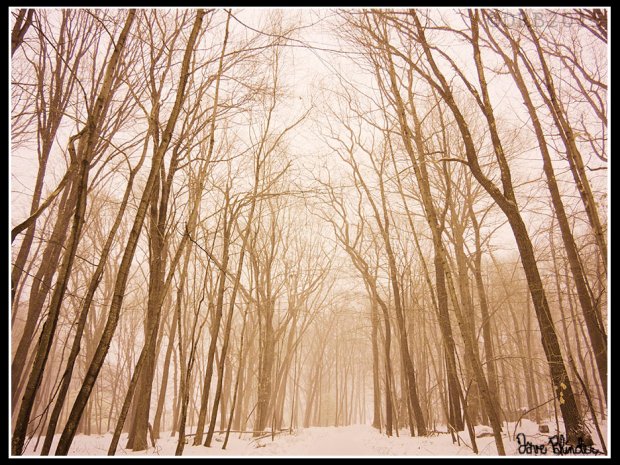 Wooded Road in Winter