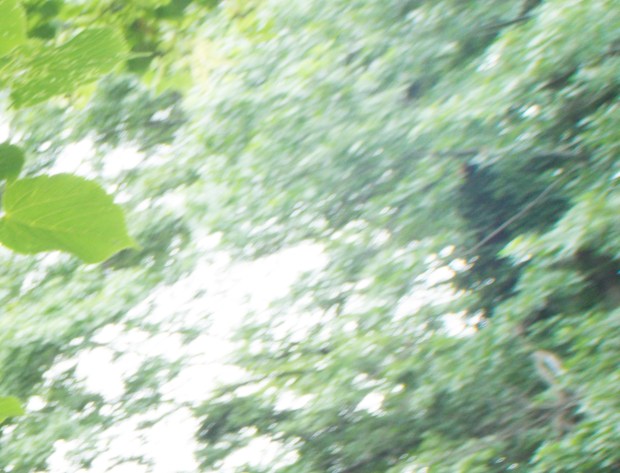 Opteka Upper Right Crop