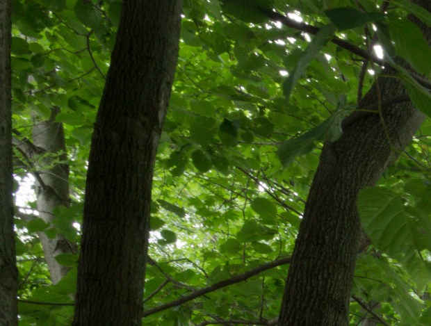 Tamron Upper Left Crop