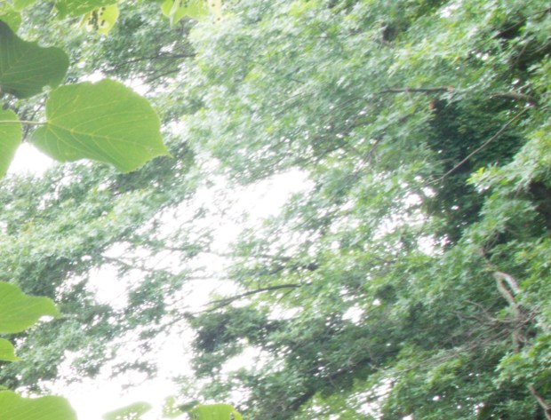 Tamron Upper Right Crop 15mm