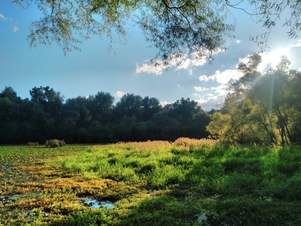Wetland View at Two Sisters Wetlands NJ nature