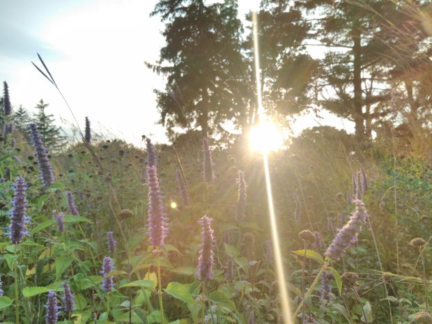 Late day sun through meadow NJ nature picture