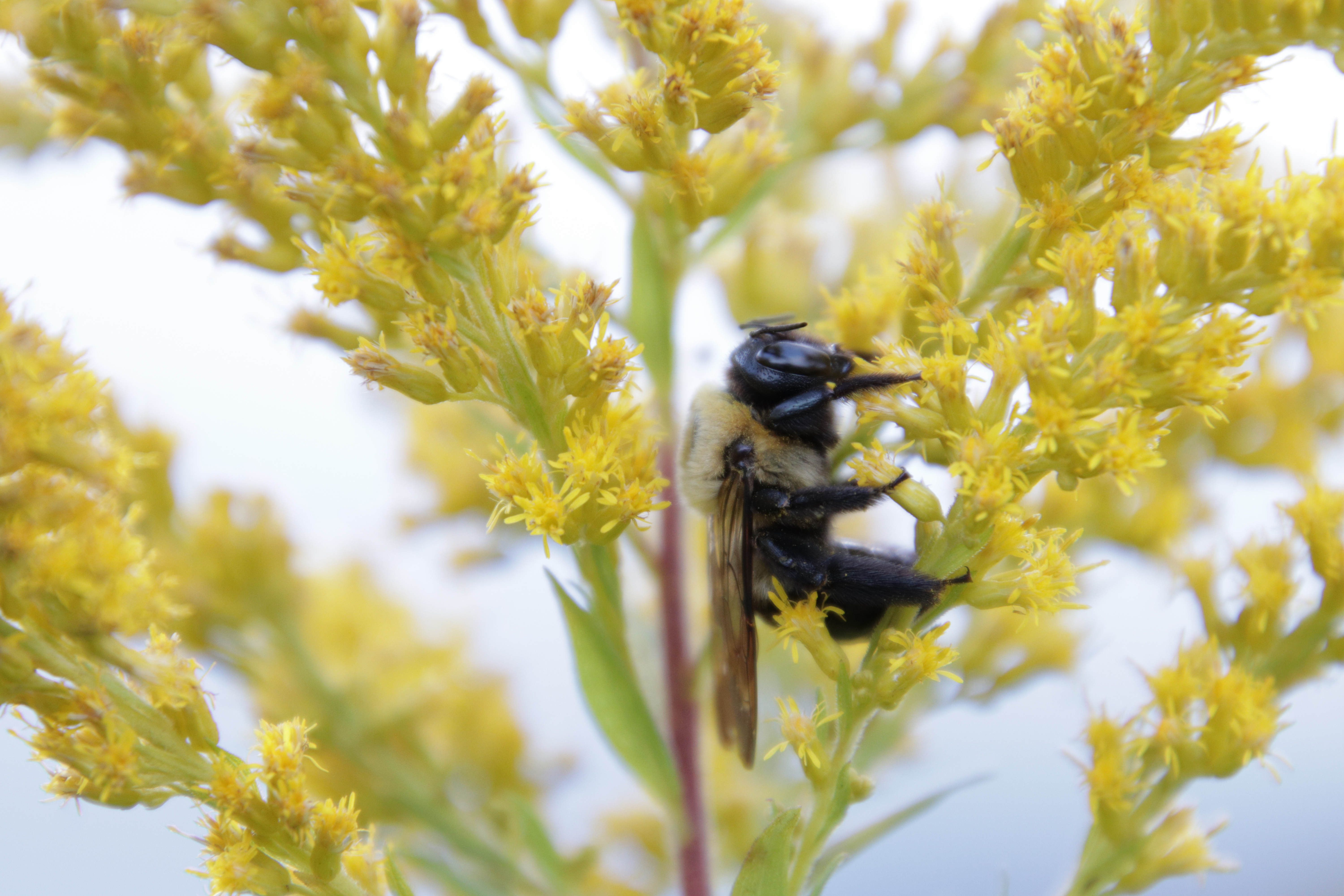 Tamron 18-400mm lens sample picture