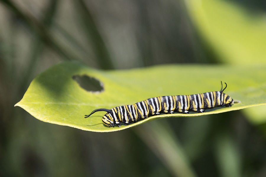 Tamron macro lens for Canon