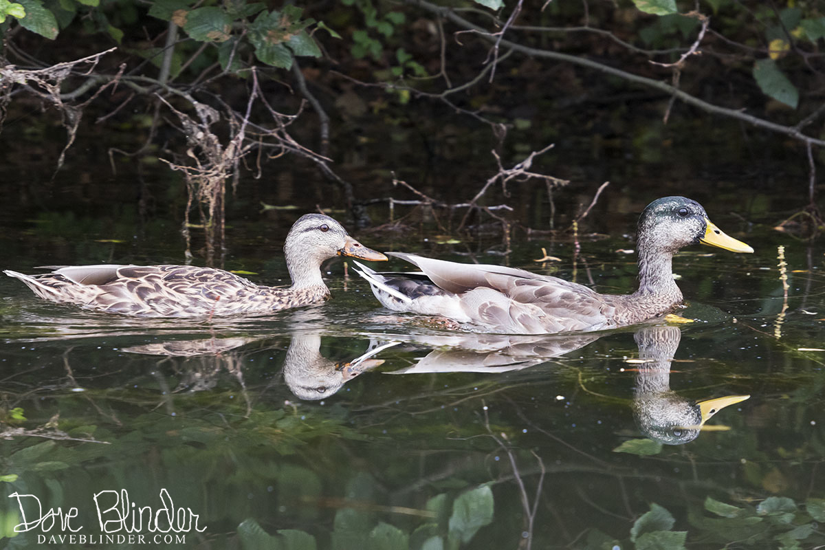 Mallards on Monksville Reservoir