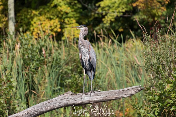 Great Blue Heron at Monksville Reservoir