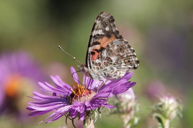 Tamron 18-400mm Sharpness