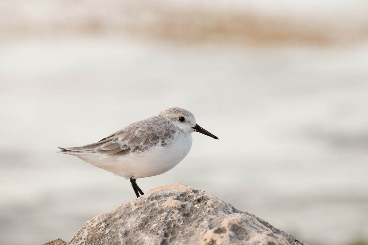 Mexico Sandpiper Picture