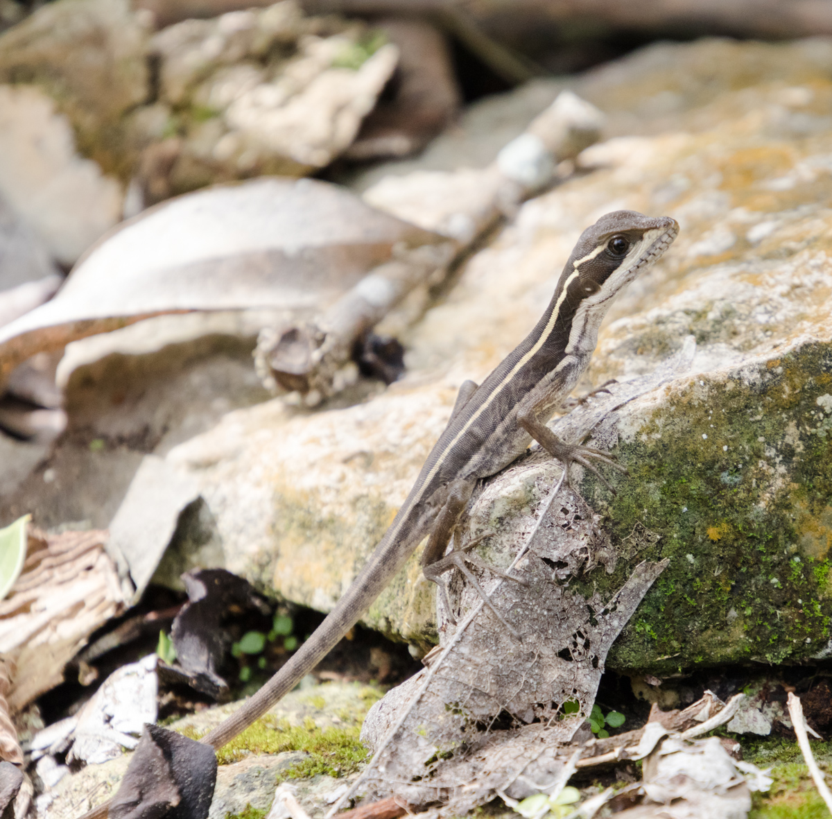 Yucatan Wildlife Photography