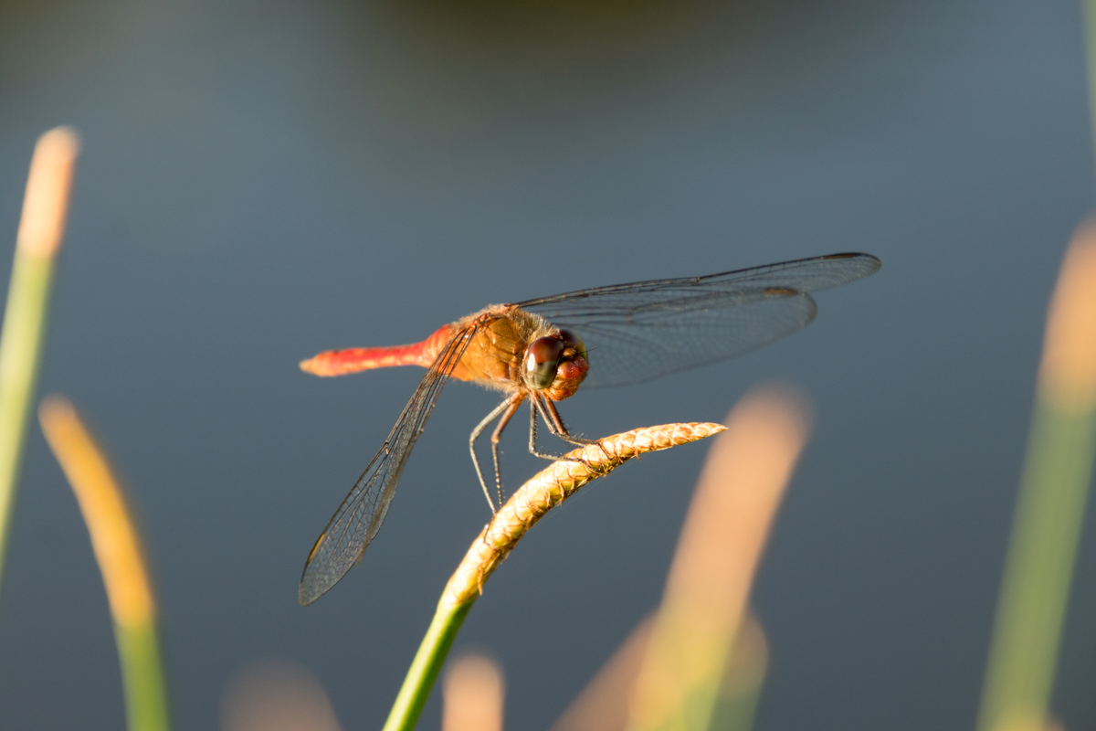Macro Insect Photography