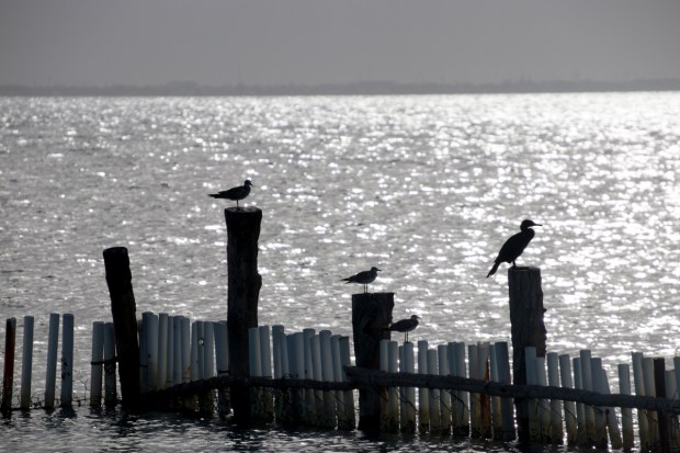 Isla Mujeres birds