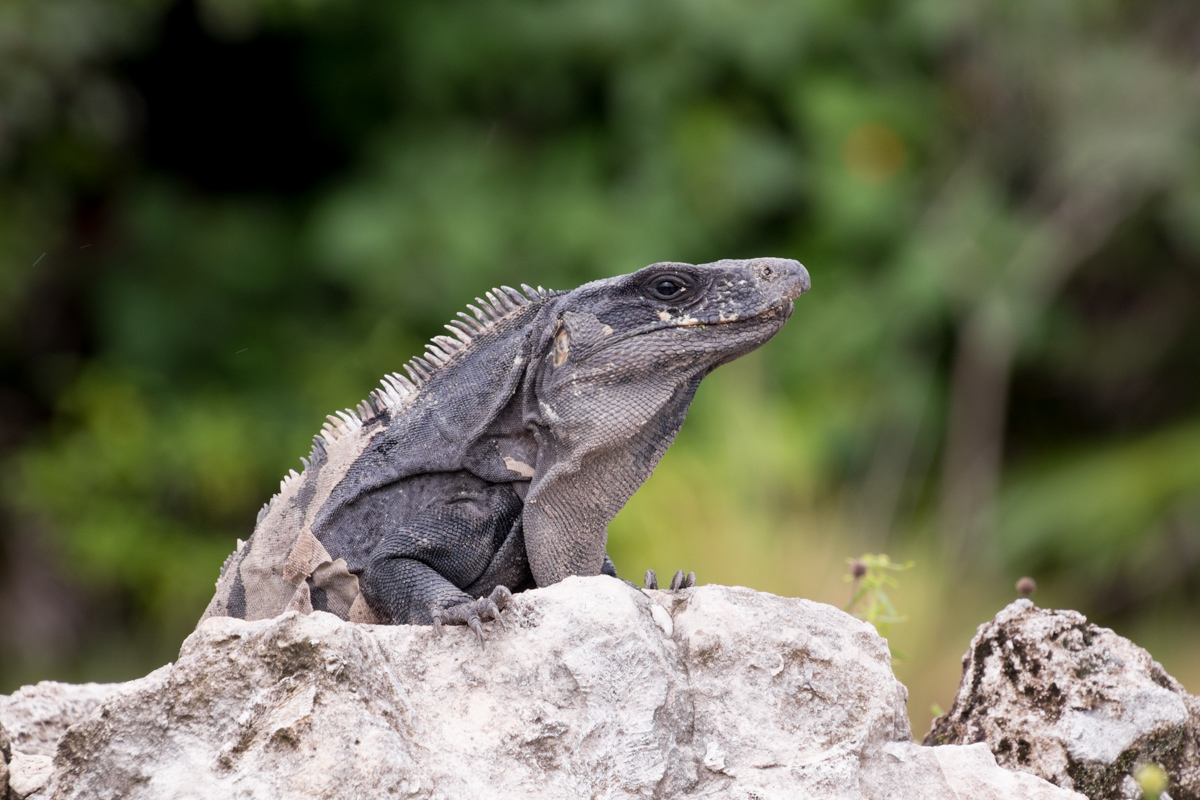 Ctenosaur Iguana picture