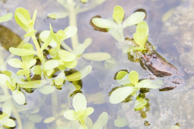 Fringe-toed Foamfrog