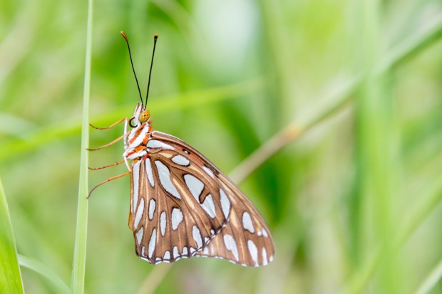Mexico butterfly picture