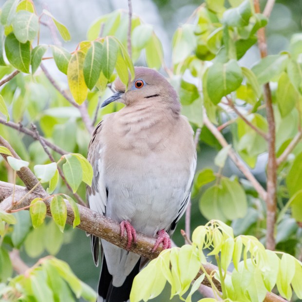 Wildlife Photography Sample