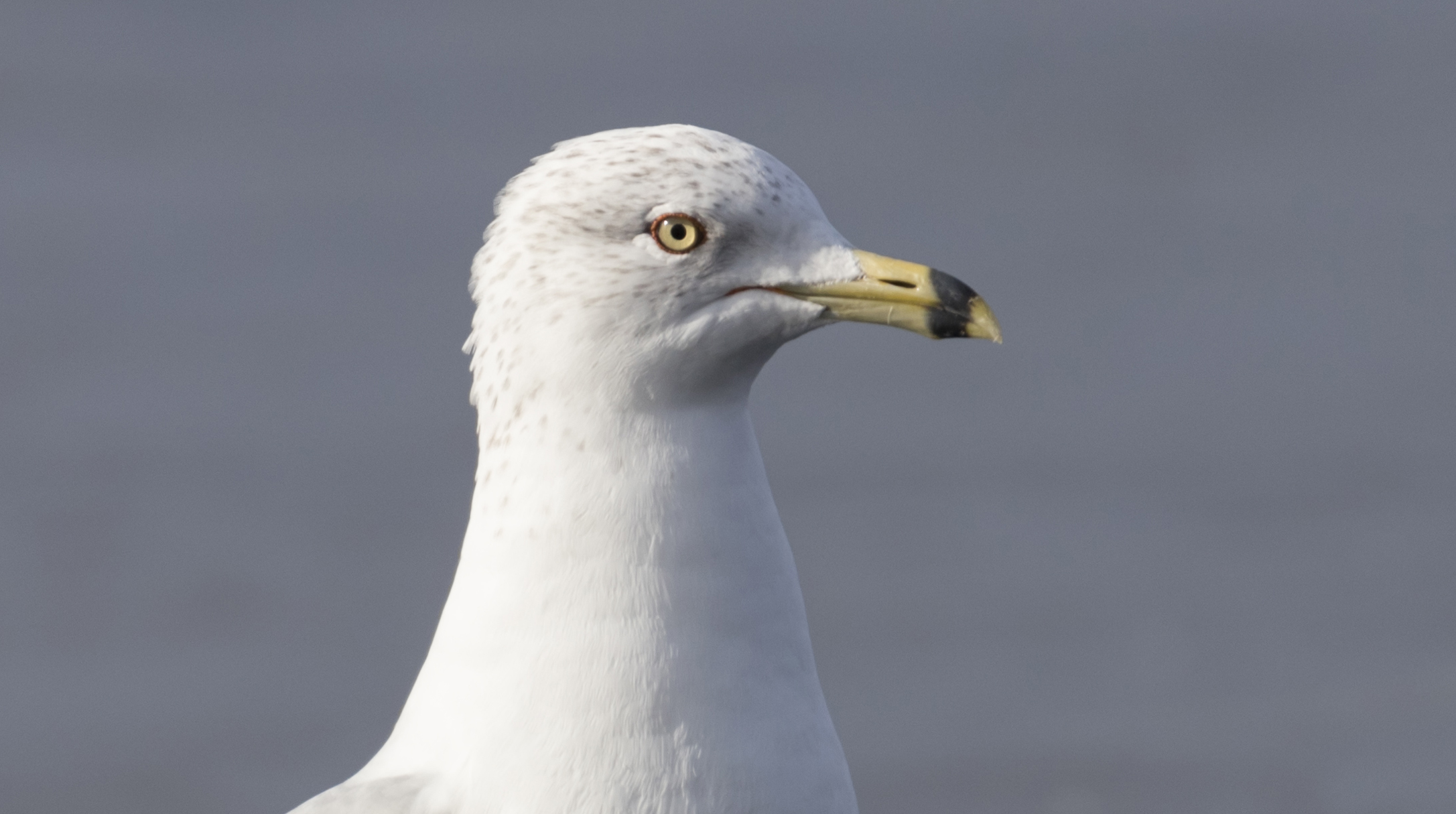 Tamron 150-600 G2 sample image detail