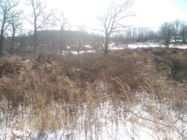 Greystone Psychiatric Park nature walk photo