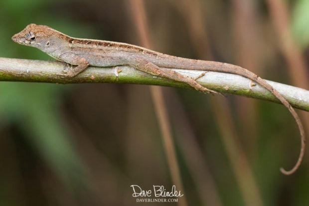 small brown lizard florida picture