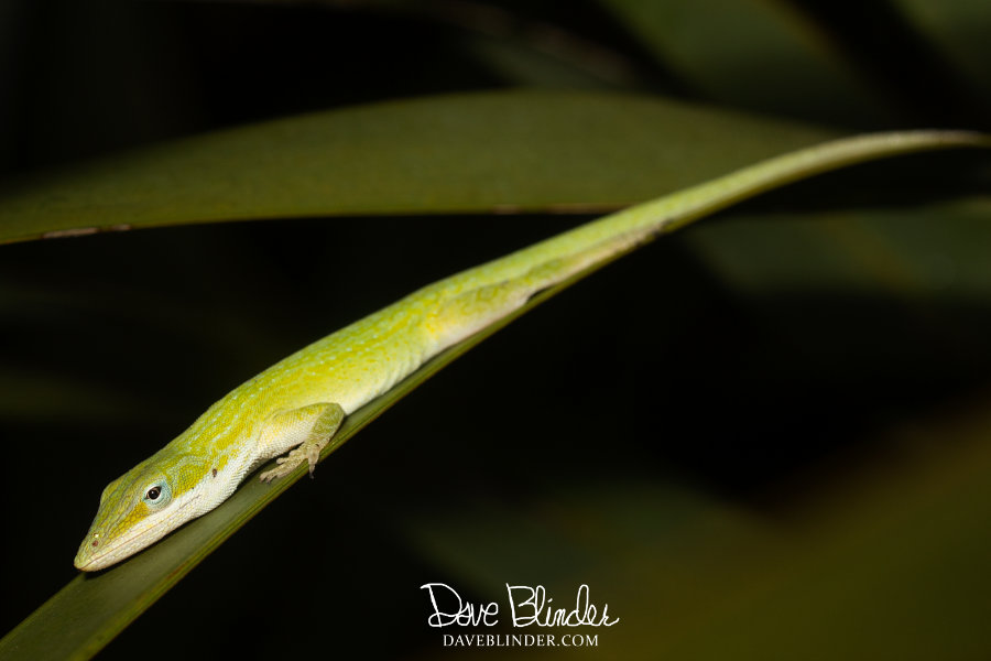 florida green lizard picture