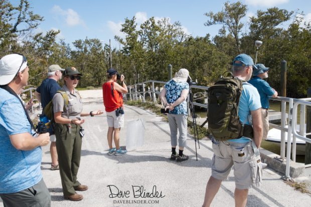 Crocodile viewing Everglades National Park