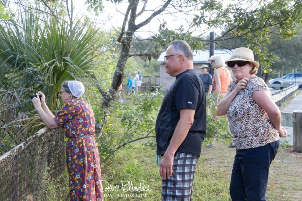 Big Cypress National Reserve picture