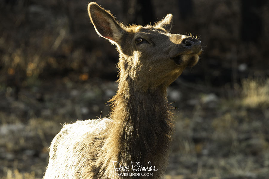 elk wildlife picture