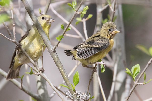 Arizona yellow bird id picture
