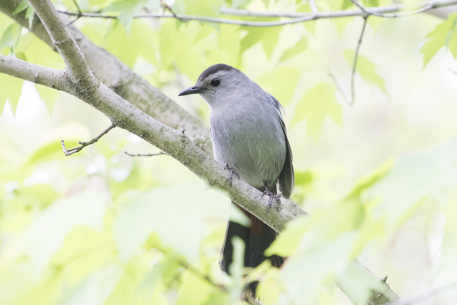 tamron 18400 birding and wildlife sample