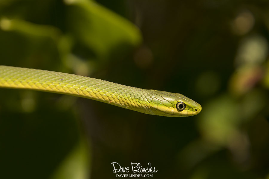 new jersey green snake picture