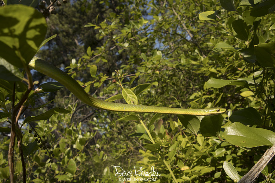 new jersey wildlife photographer