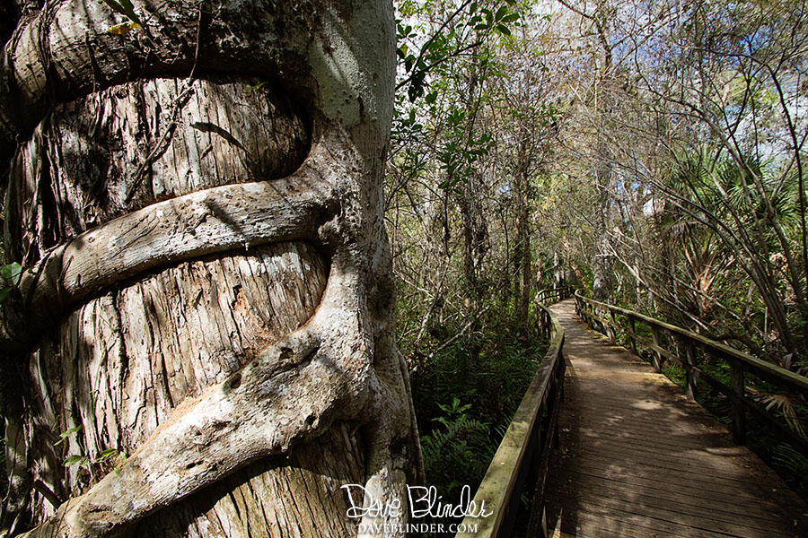 Fakahatchee Strand nature florida