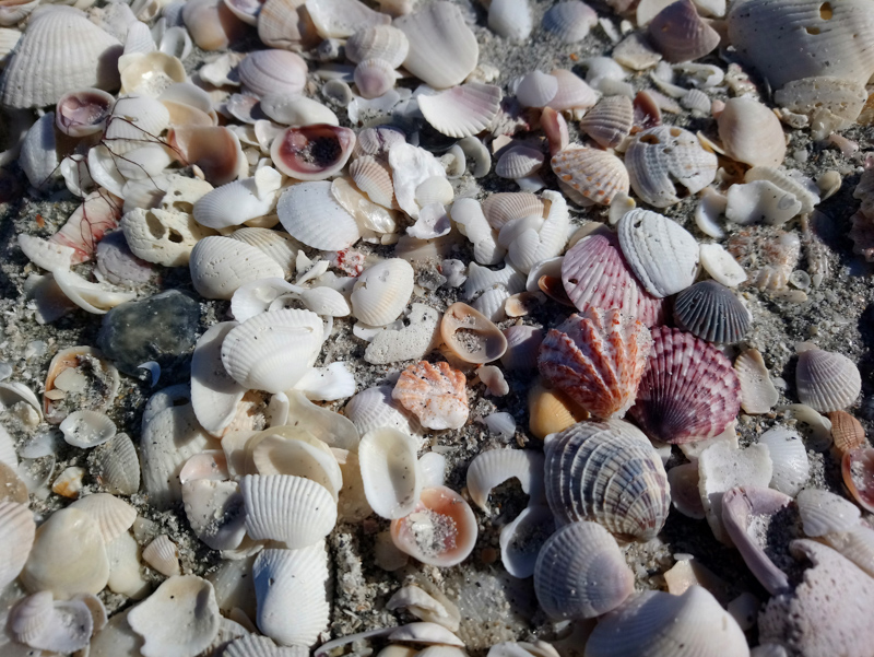 Seashells at Sanibel Island