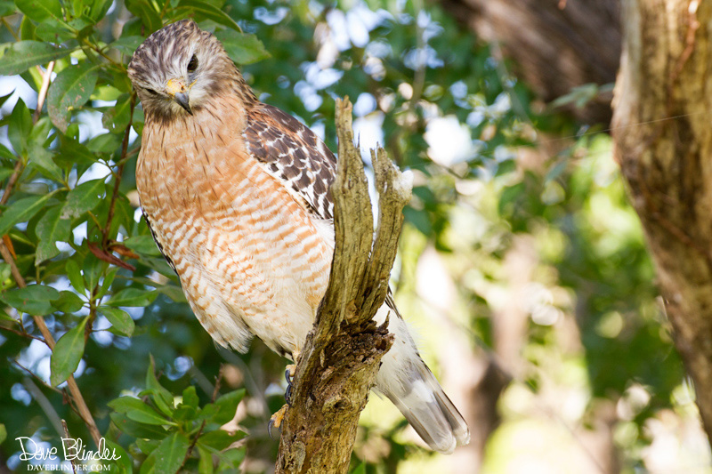 Red-shouldered Hawk in Florida