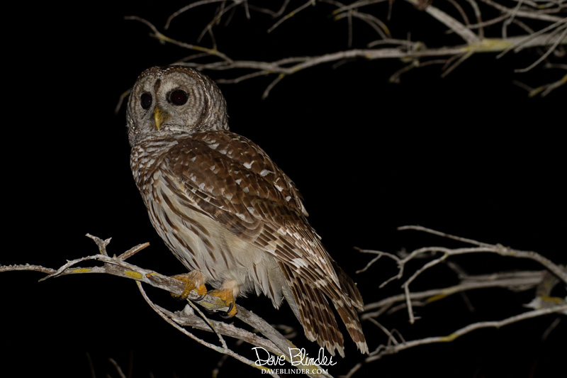 Barred Owl at Everglades National Park