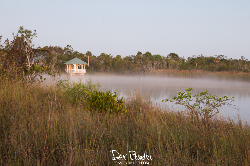 Sunrise at Ernest F Coe Nature Center fog at Everglades