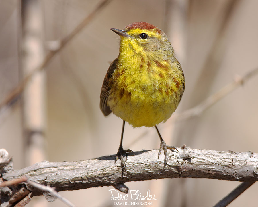 New Jersey warbler picture