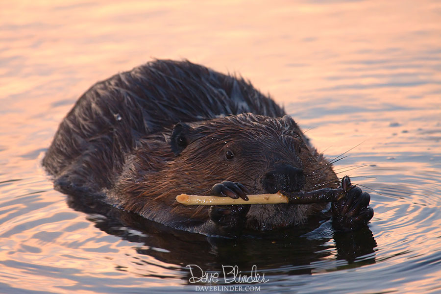 NJ wildlife photograph