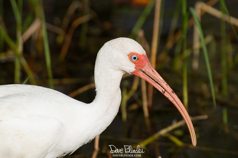 White Ibis in Florida